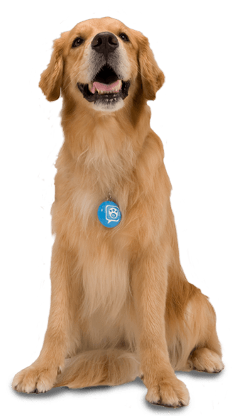 Dog Png Image PNG Image