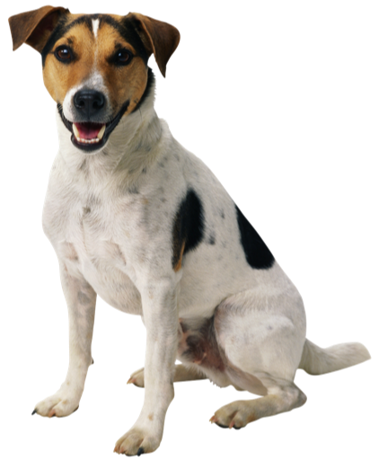 Dog Png 8 PNG Image