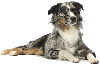 Dog Png Image Picture Download Dogs PNG Image