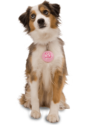 Dog Png Image PNG Image