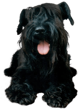 Dog Png Image PNG Image