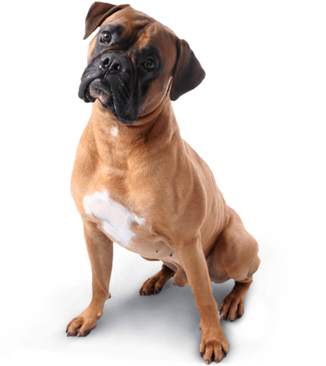 Dog Png Image PNG Image