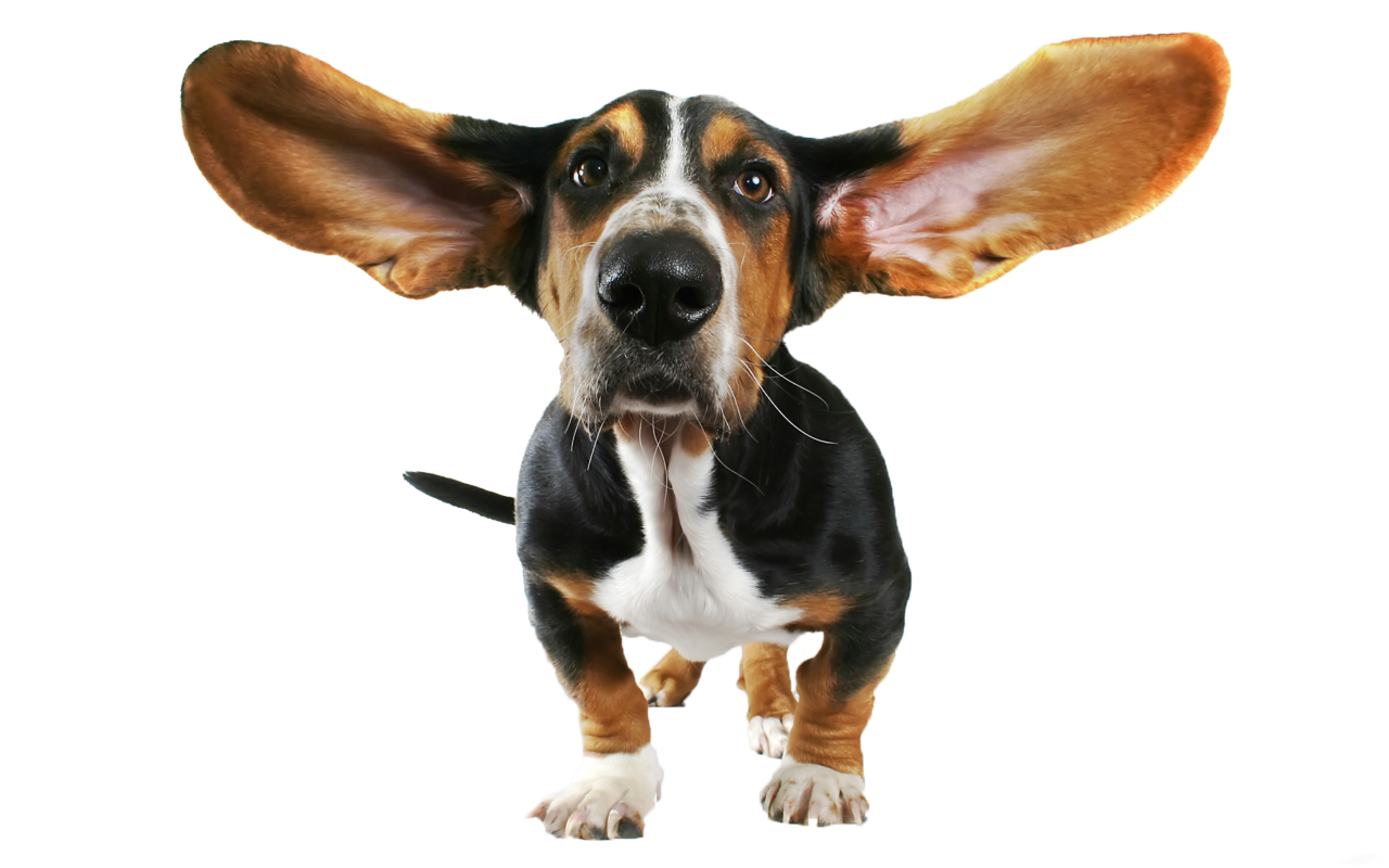 Dog Png 9 PNG Image