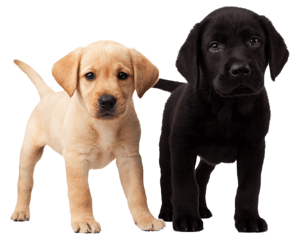 Dog Png Image Picture Download Dogs PNG Image