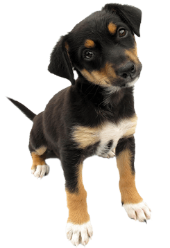 Dog Png Image PNG Image