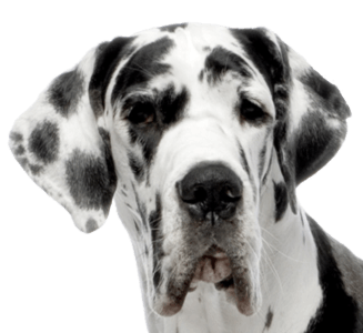 Dog Png Image PNG Image