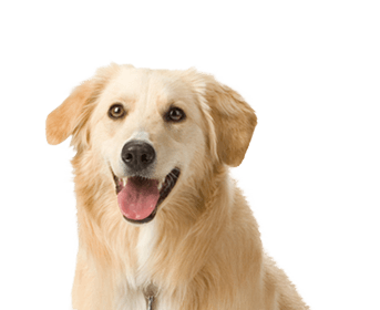 Dog Png Image PNG Image