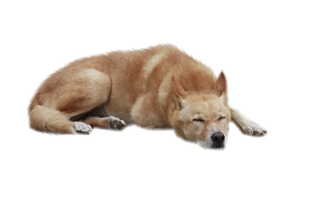 Dog Png 3 PNG Image