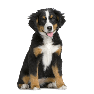 Dog Png Image PNG Image