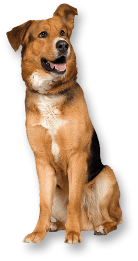 Dog Png Image PNG Image