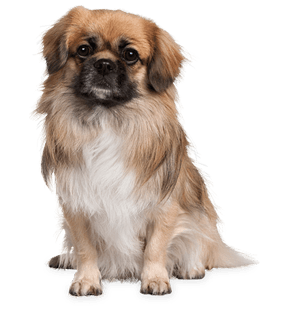 Dog Png Image PNG Image