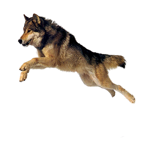 Dog Png 4 PNG Image