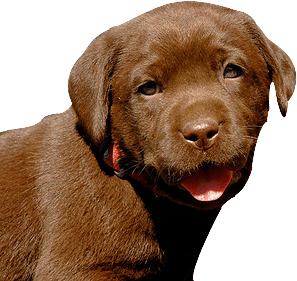 Dog Png Image PNG Image