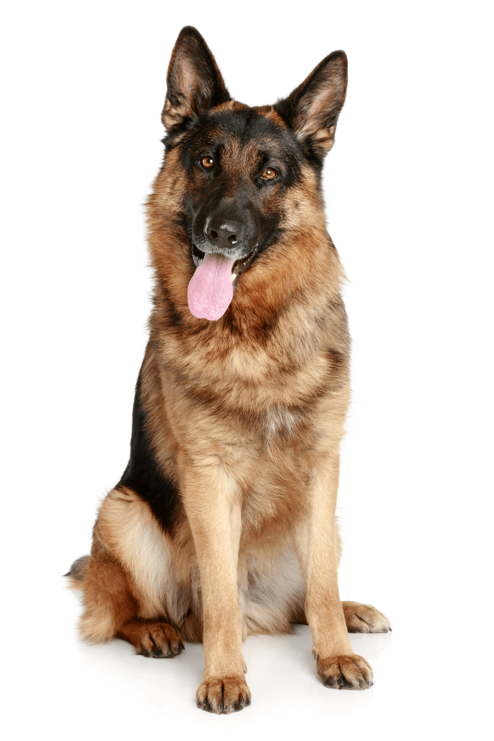 Dog Png Image PNG Image