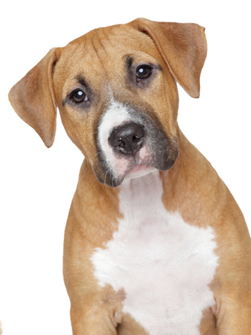 Dog Png 5 PNG Image