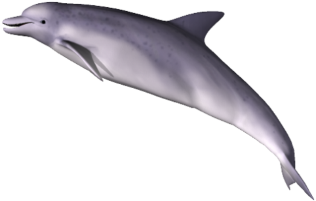 Dolphin Png Clipart PNG Image