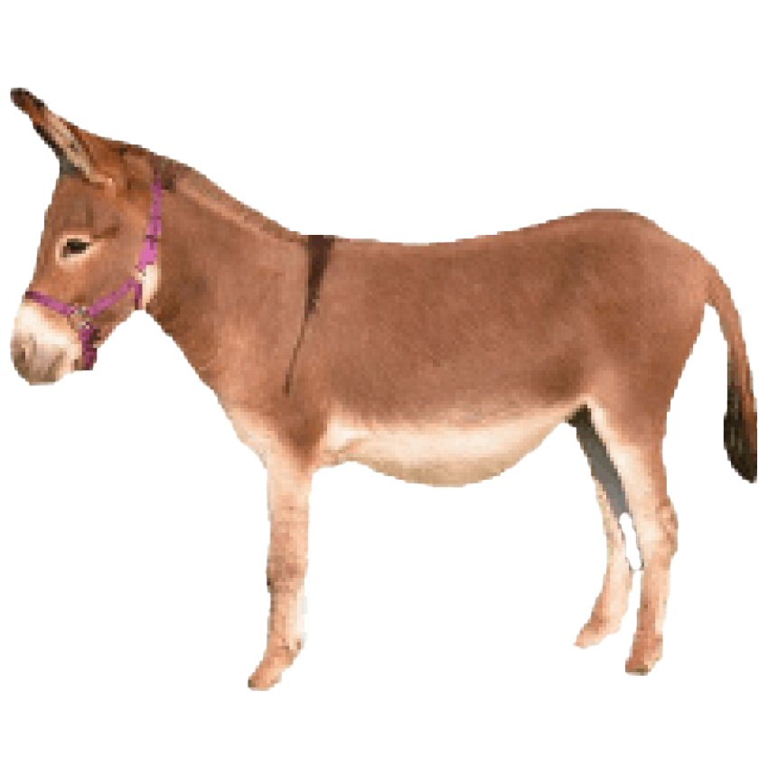 Donkey Free HD Image PNG Image