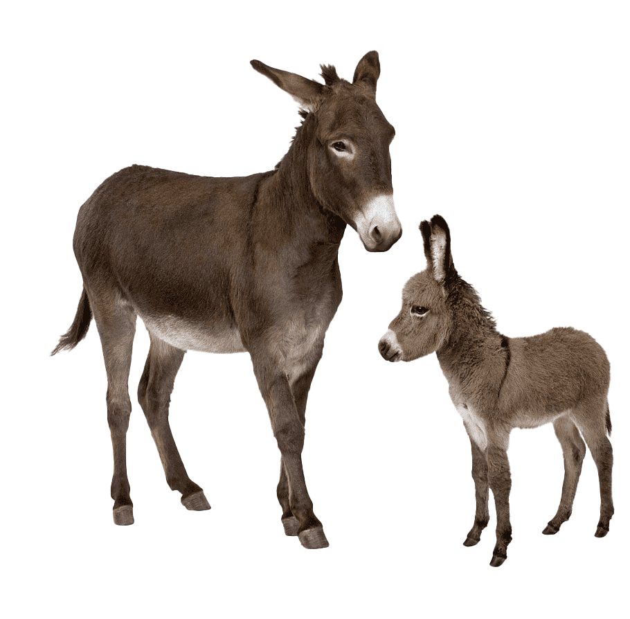 Donkey Free Transparent Image HD PNG Image