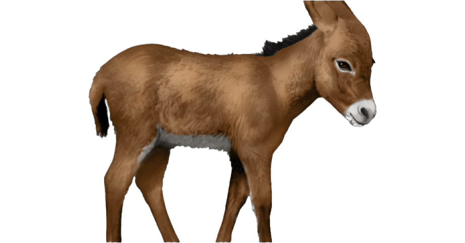 Donkey PNG Download Free PNG Image