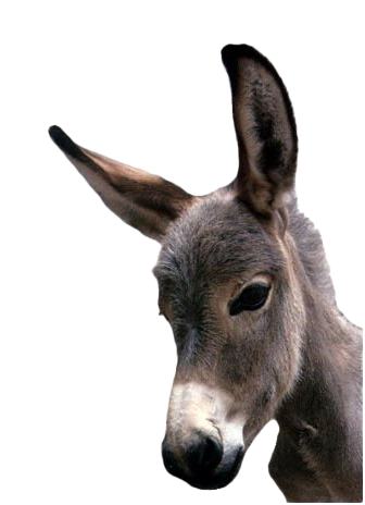 Photos Donkey Free HD Image PNG Image