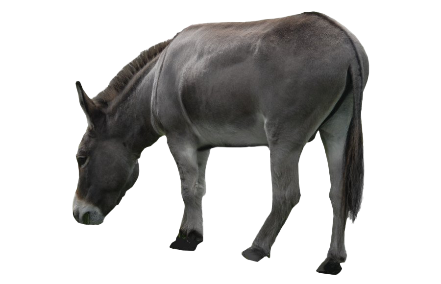 Donkey PNG File HD PNG Image