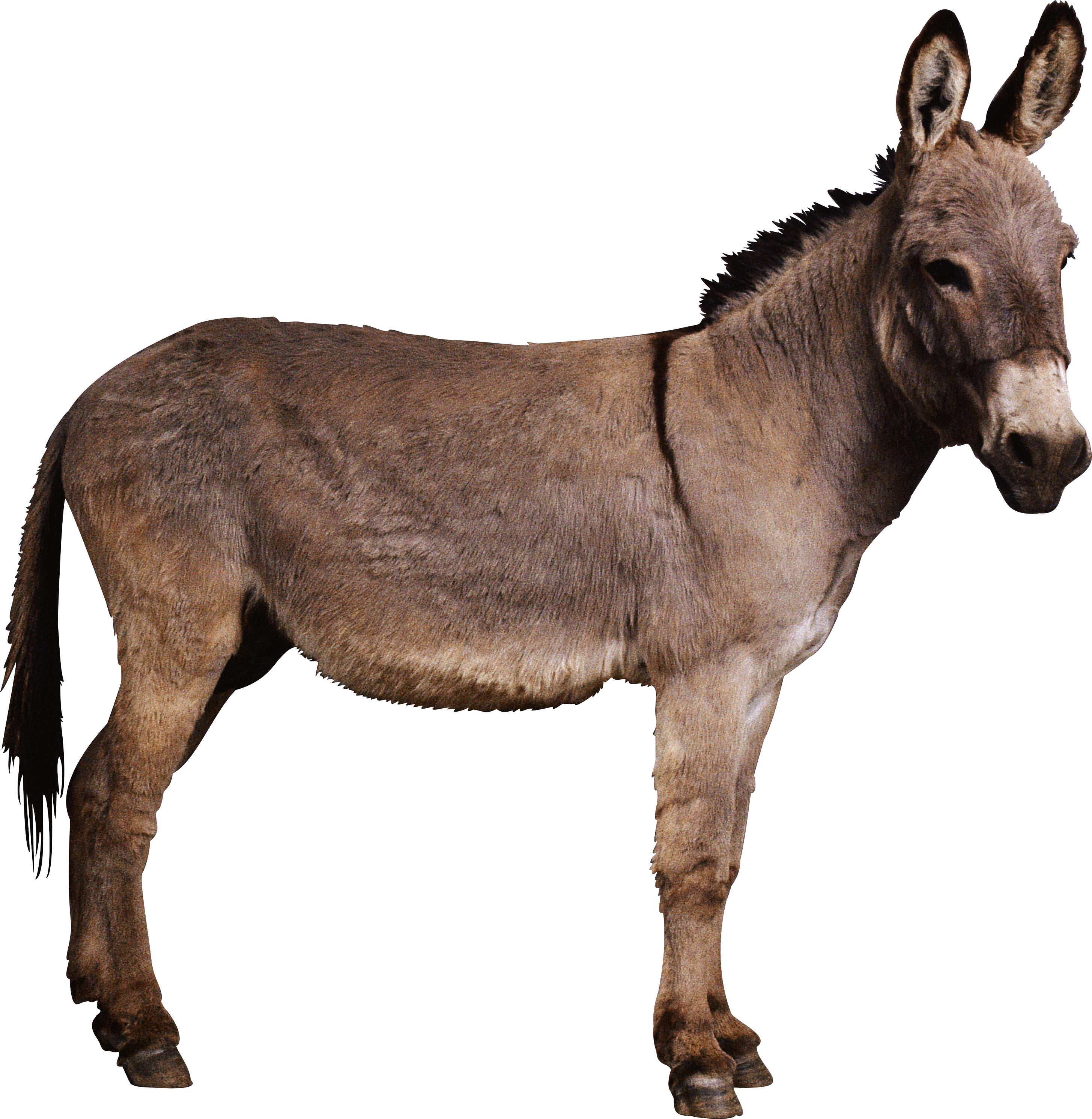 Donkey Free Transparent Image HQ PNG Image