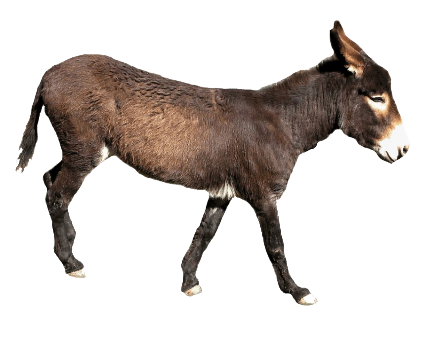 Donkey HQ Image Free PNG Image