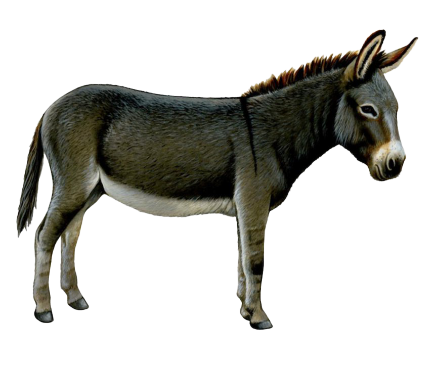 Donkey PNG File HD PNG Image