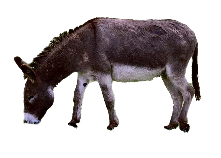 Donkey Free HQ Image PNG Image