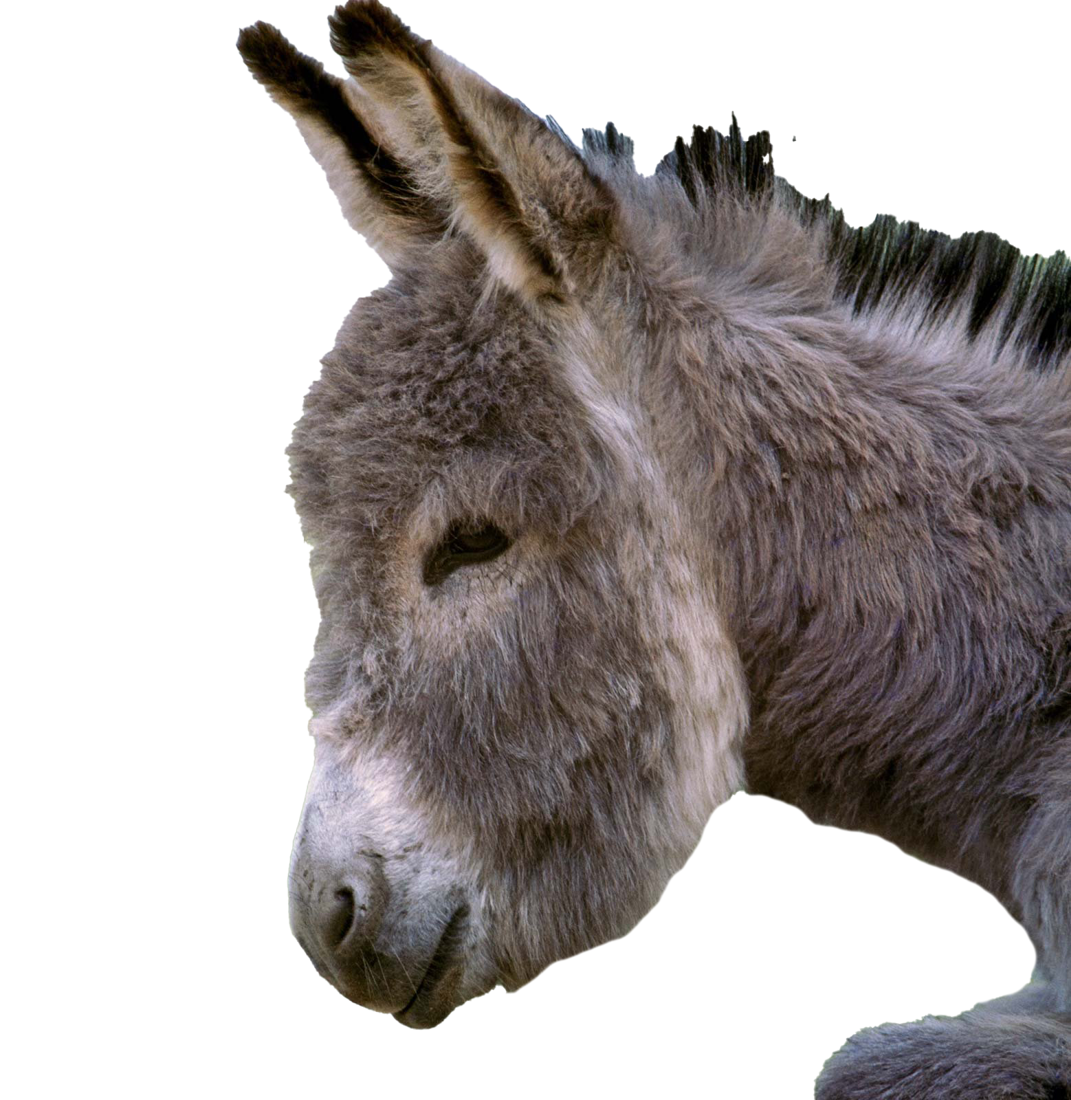 Donkey Pic HQ Image Free PNG Image