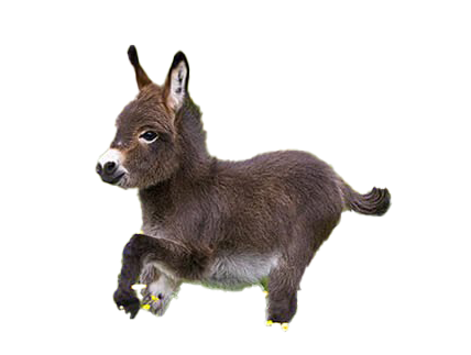 Donkey Animal PNG Image High Quality PNG Image