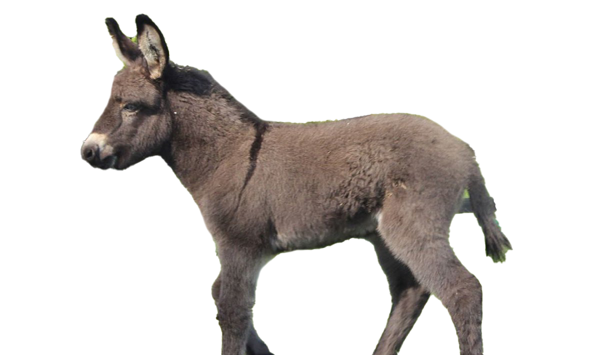 Donkey Animal Download HD PNG Image