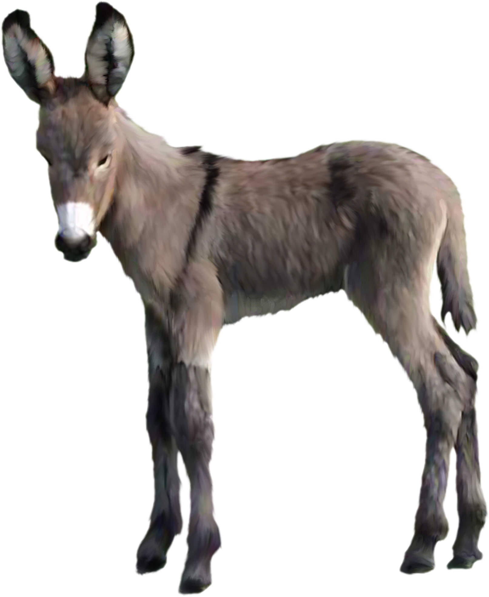 Donkey Pic Animal Free HD Image PNG Image