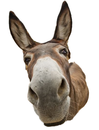 Donkey Animal Free Transparent Image HD PNG Image