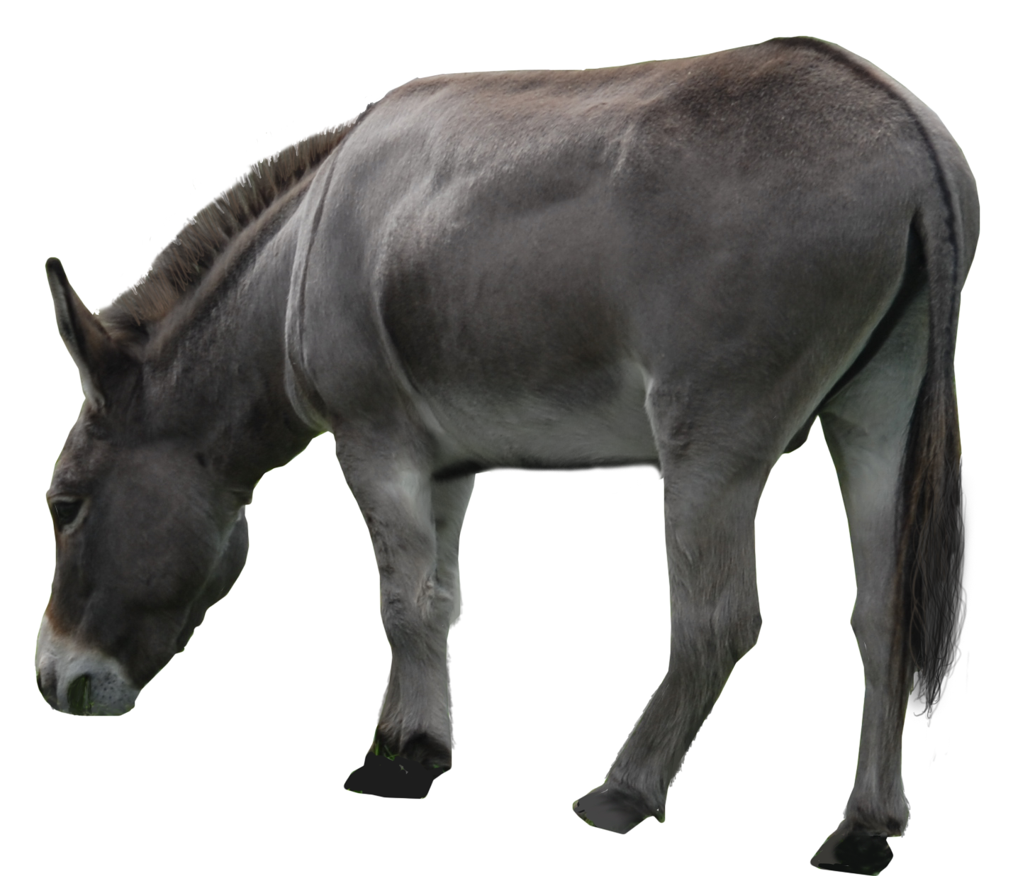 Donkey Mule Free HD Image PNG Image