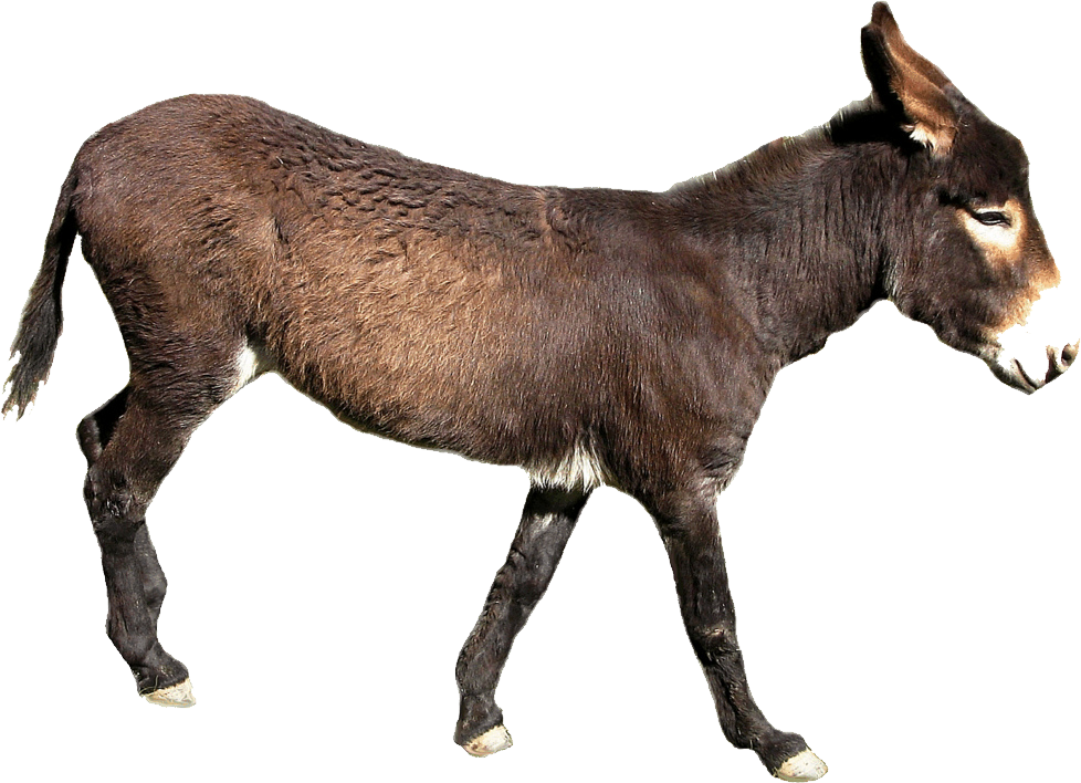 Donkey Mule Free HD Image PNG Image