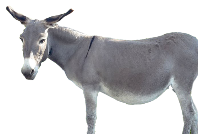 Donkey Free PNG HQ PNG Image