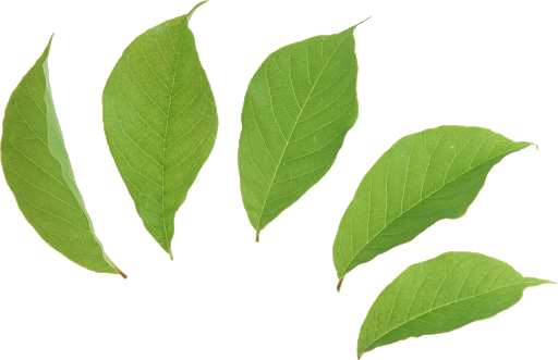 Fresh Leaves Green Tea HD Image Free PNG Image