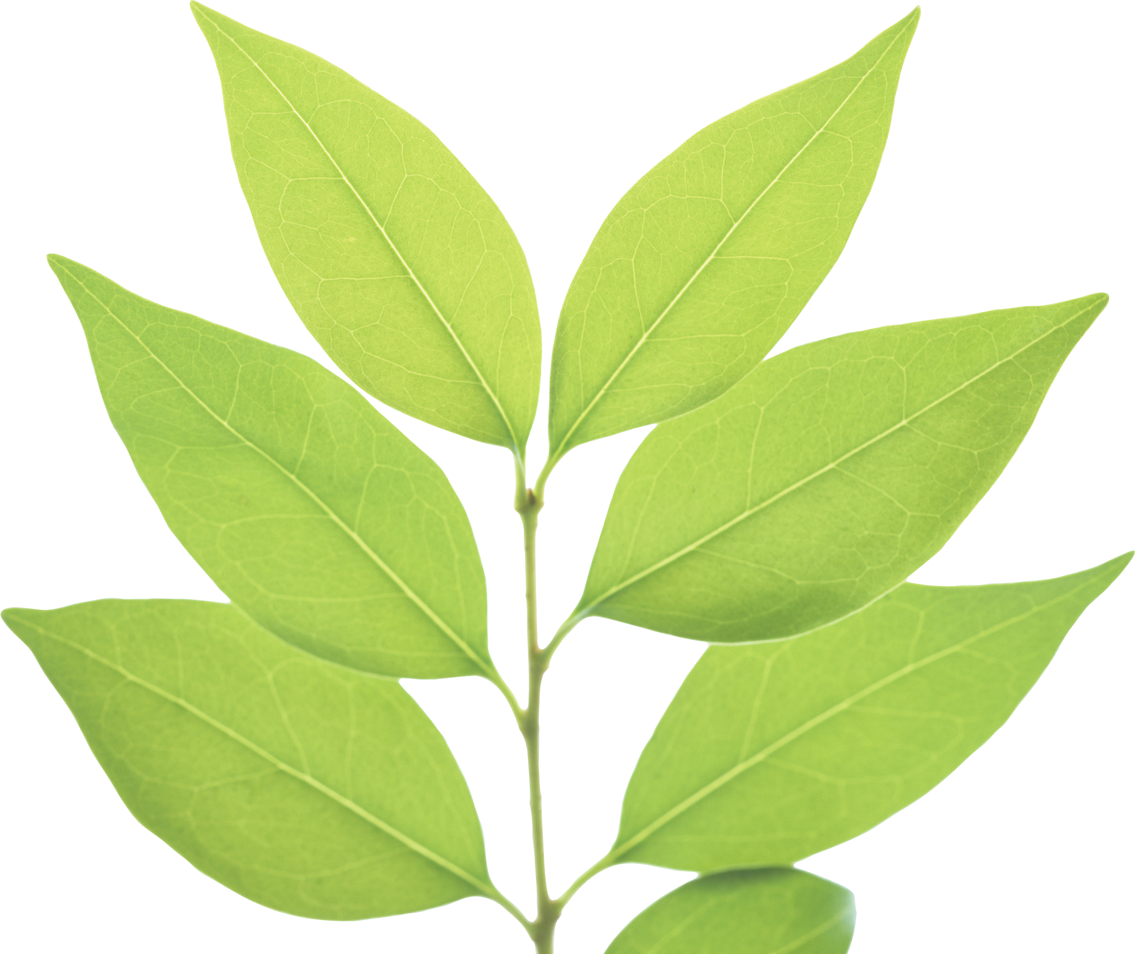 Fresh Leaves Green Tea HD Image Free PNG Image