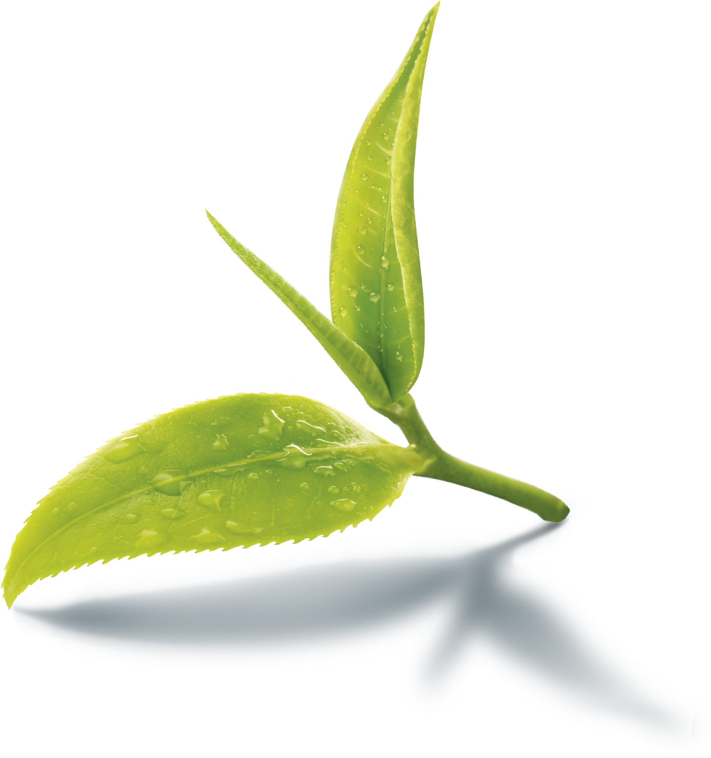 Tea Leaves Green Photos Stem PNG Image