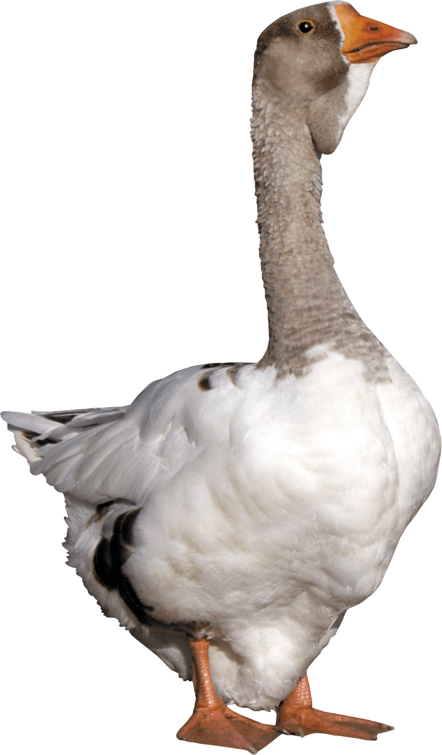 Goose Png Image PNG Image