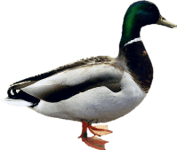 Duck Png Image PNG Image