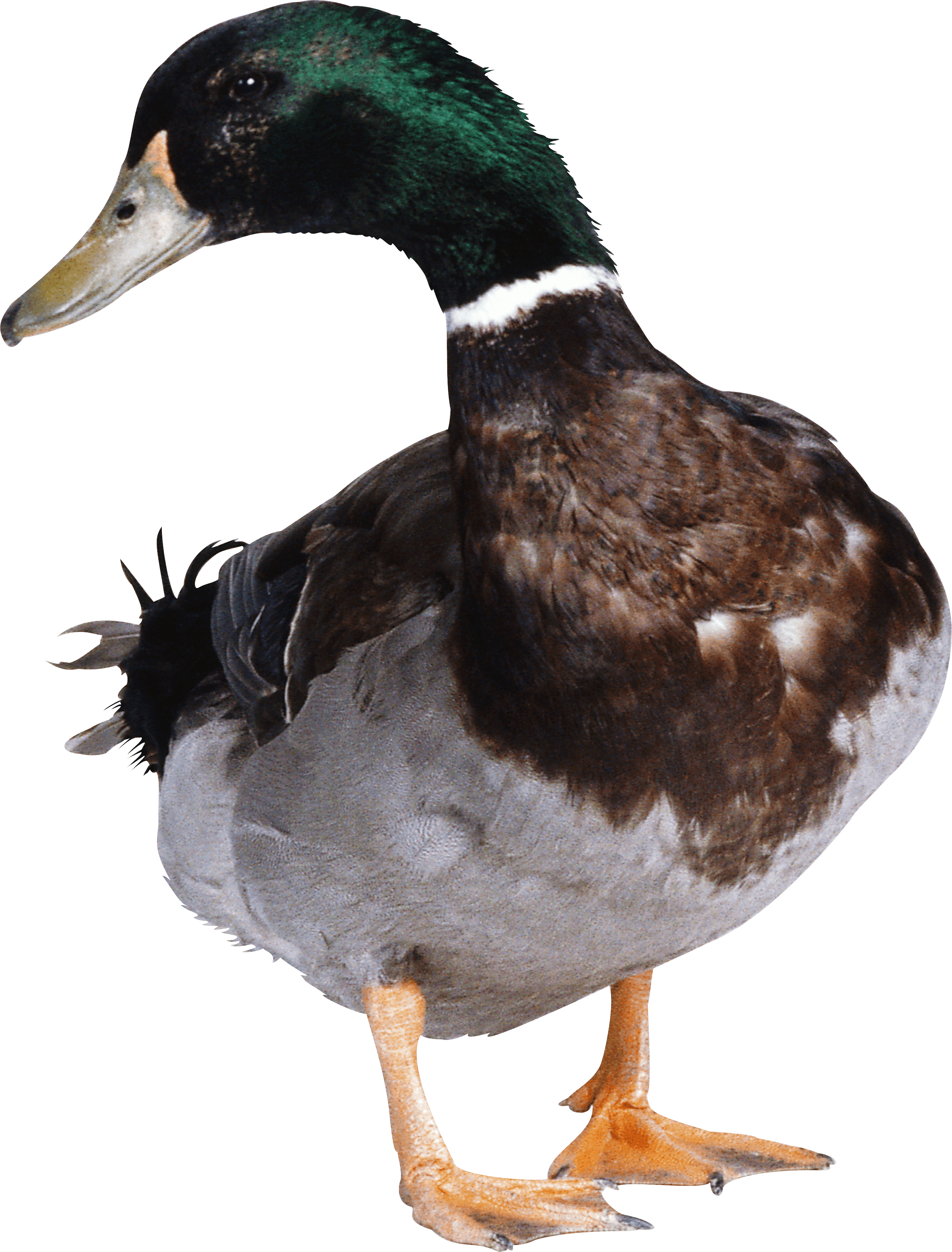 Duck Png Image PNG Image