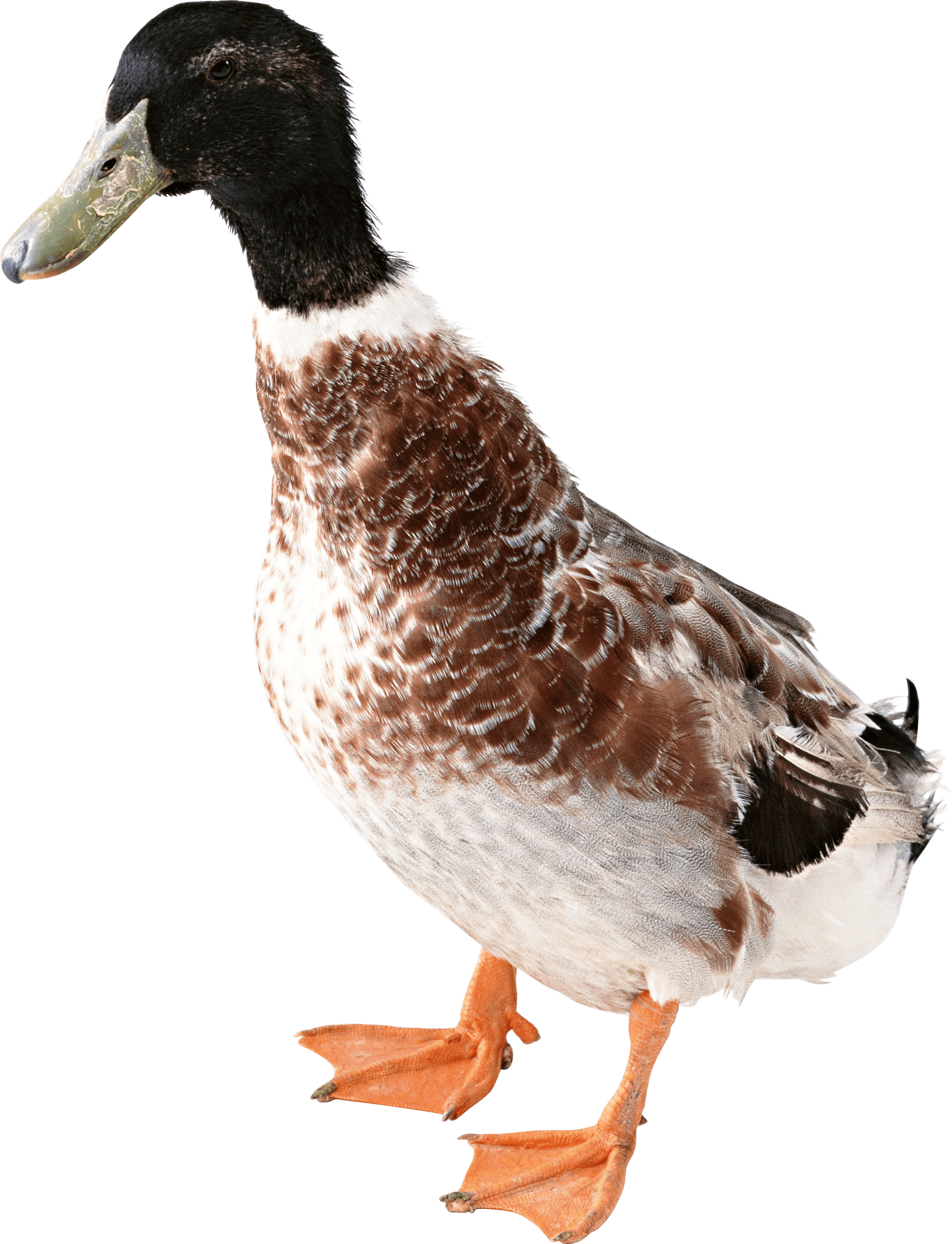 Duck Png Image PNG Image