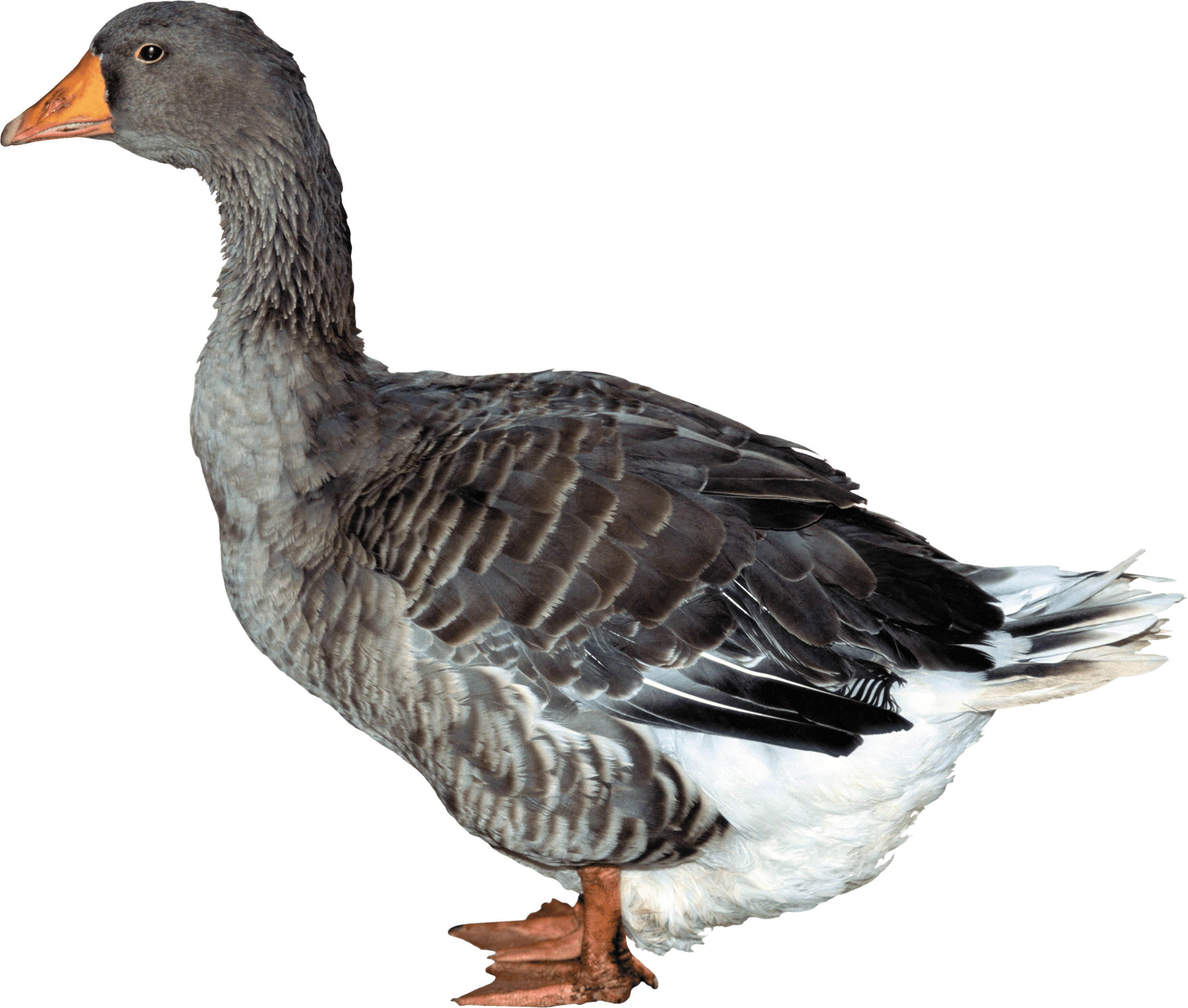 Duck Png Image PNG Image