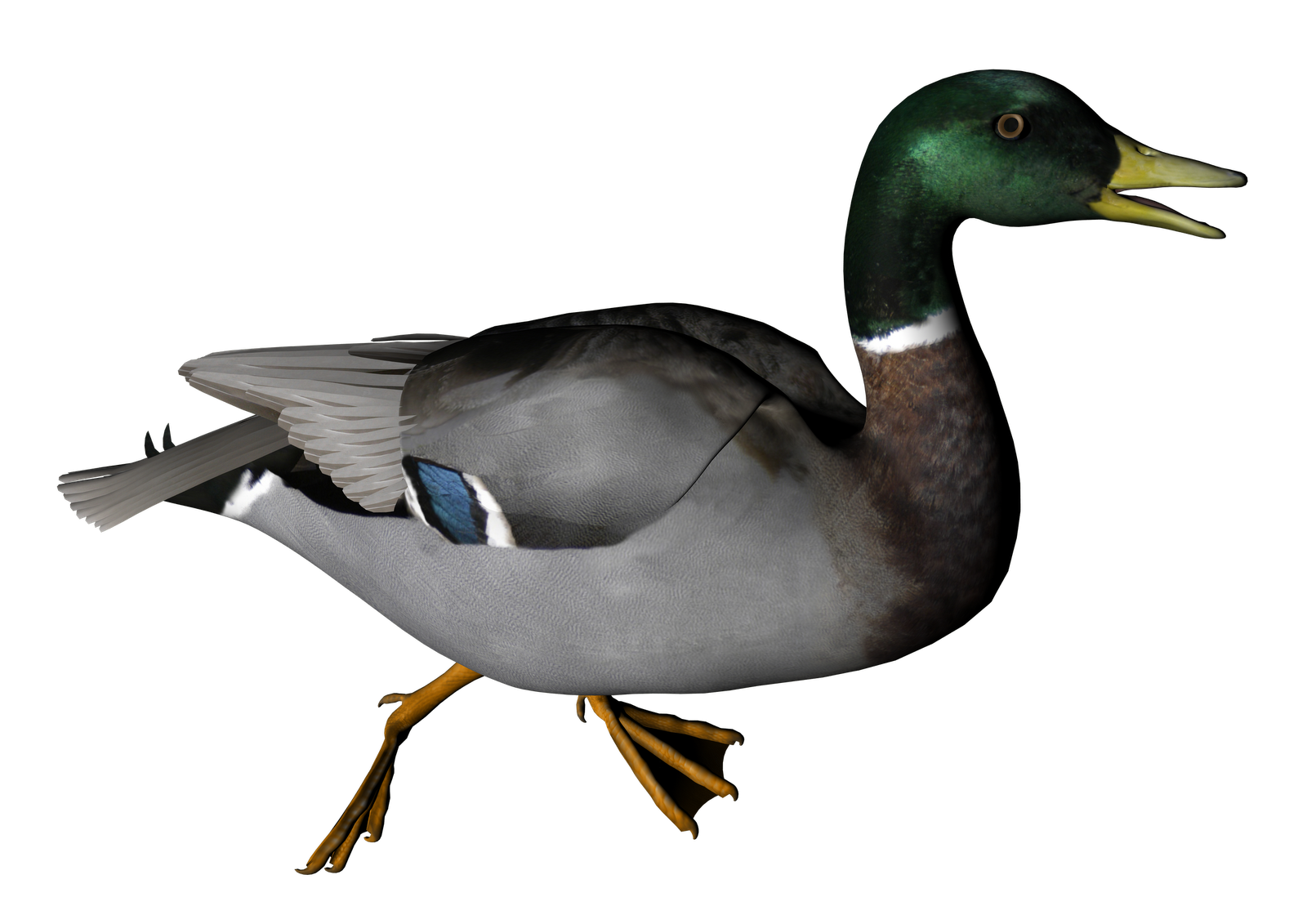 Duck Transparent PNG Image