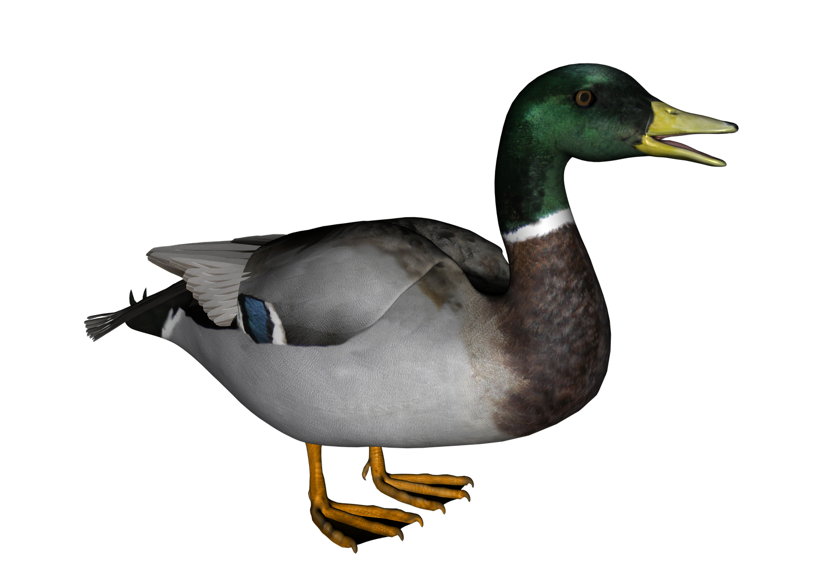 Duck Free Download PNG Image