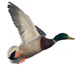 Duck Hd PNG Image