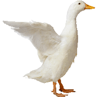 Duck PNG Image