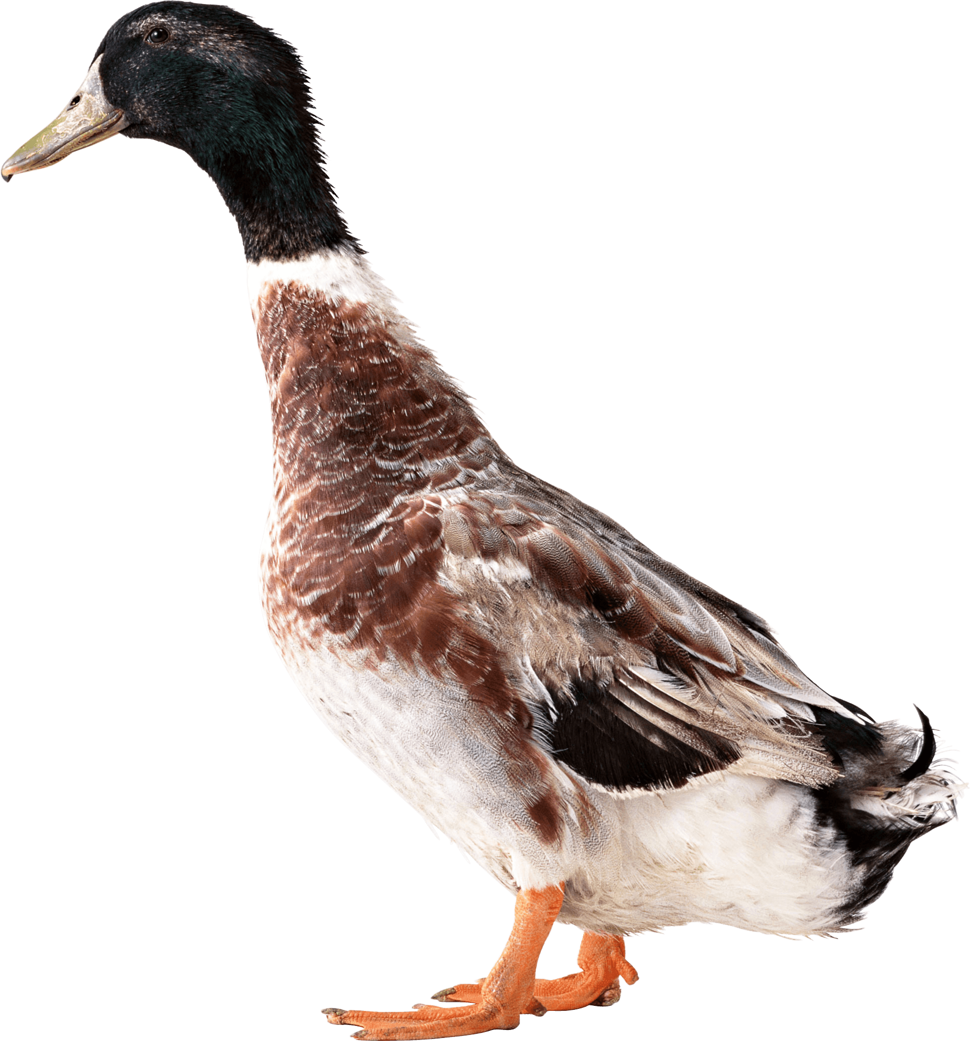 Duck Png Image PNG Image